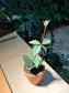 Peperomia Puteolata in Terracotta Pot