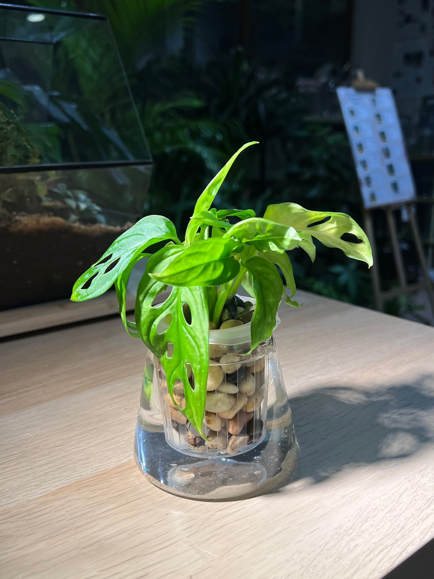 Monstera in Fuji Water Based Glass