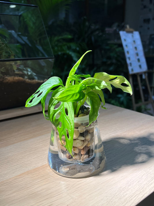 Monstera in Fuji Water Based Glass