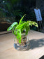 Monstera in Fuji Water Based Glass