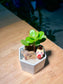 Jade Plant with Horseh Figurine in Hexagon Pot