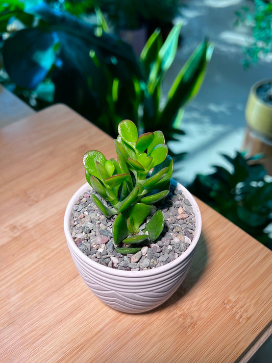 Jade Plant in Pattern Designed Pot