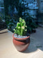 Crassula Ovata 'Gollum' in Brown Designer Ceramic Pot