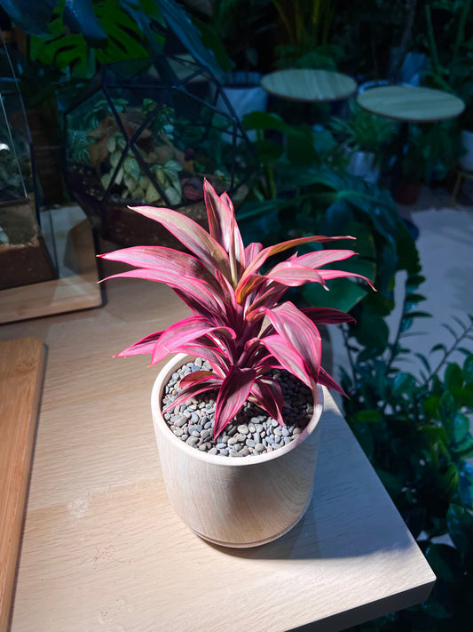 Cordyline Fruticosa in Matt Textured Pot