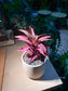 Cordyline Fruticosa in Matt Textured Pot