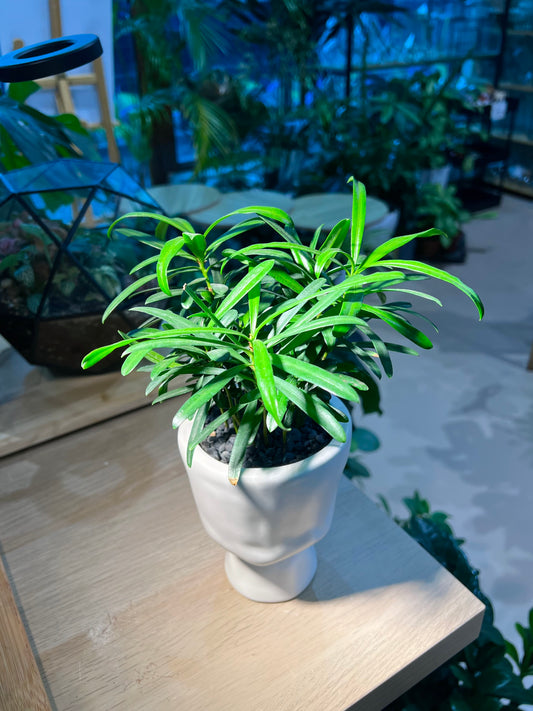Podocarpus in Elegant Ceramic Pot