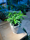 Podocarpus in Elegant Ceramic Pot