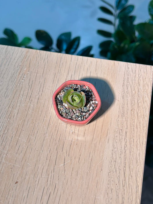 Mountain Rose (山地玫瑰）Greenovia Dodrantalis in Red Glazed Ceramic Pot