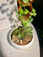 Fittonia & Polyscias Guifoylei Arrangement in White Pot 🤍