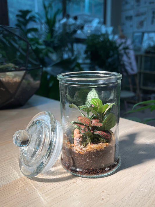 Indoor Plant Terrarium in Glass Jar (M)