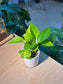 Golden Pothos (黄金葛) Epipremnum Aureum in White Glazed Ceramic Pot