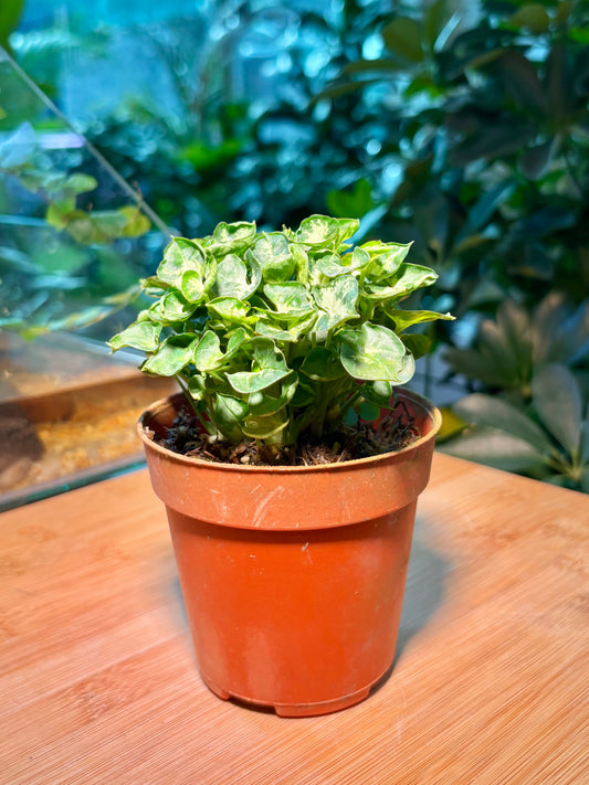 Syngonium Podophyllum in Plastic Pot