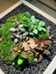 Indoor Plant Arrangement Display in Square Wooden Coaster (customised) - real plants