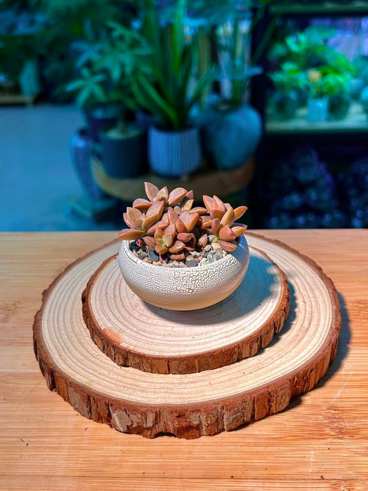 Baby Graptosedum ‘Bronze’ (姬胧月) Succulent in Textured Matte Ceramic Pot