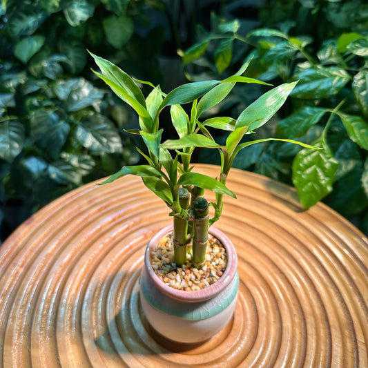 Lucky Bamboo in Deisgner Pot