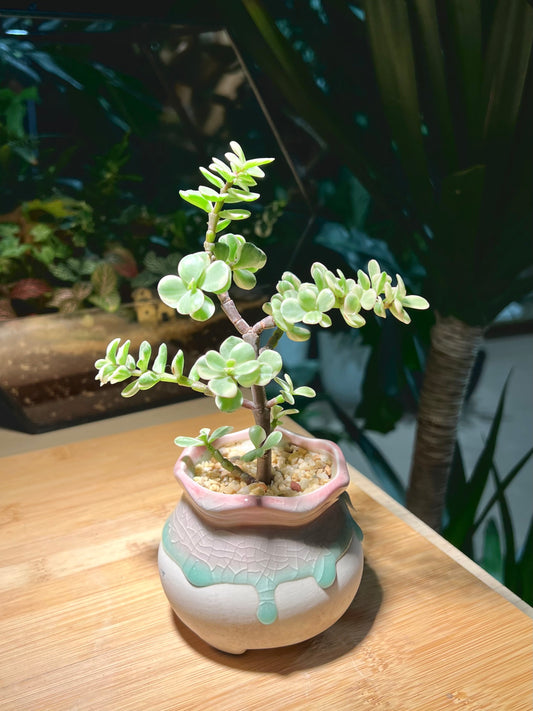 Protulacaria in Tricolor Ceramic Pot