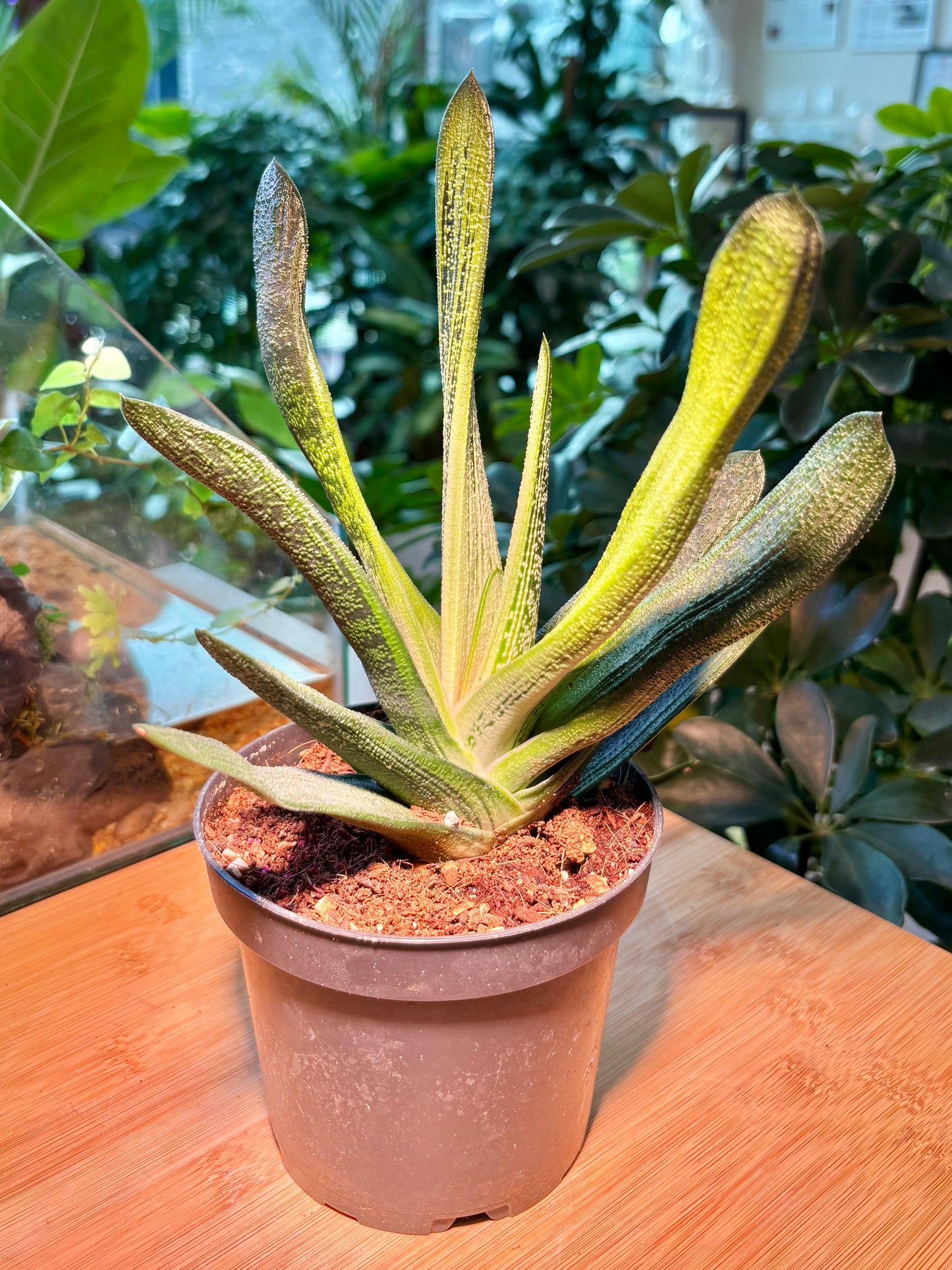 Gasteria Batesiana in Plastic Pot