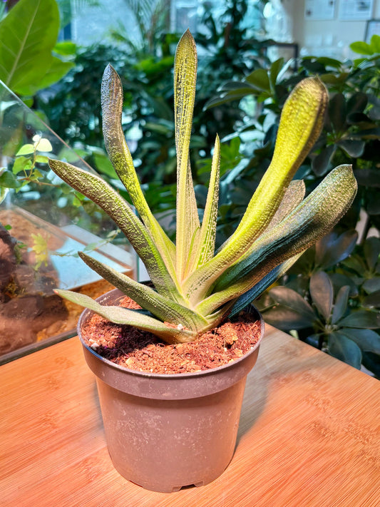 Gasteria Batesiana in Plastic Pot