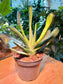 Gasteria Batesiana in Plastic Pot