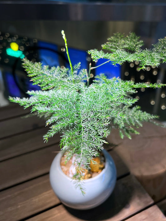 Asparagus Fern in Sea Blue Ceramic Pot
