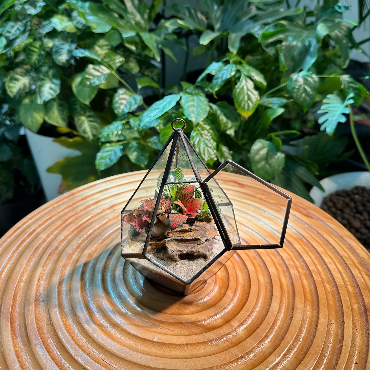 Fittonia Arrangement in Hexagon Glass Terrarium