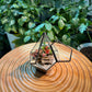 Fittonia Arrangement in Hexagon Glass Terrarium