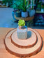 Echeveria Succulent (拟石莲花) in Blue Glazed Ceramic Pot