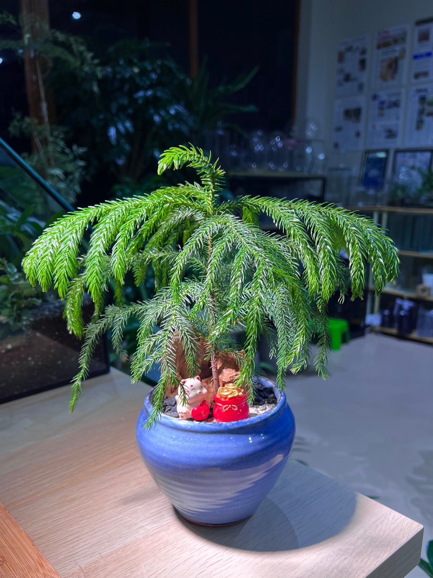 Norfolk Island Pine in Sea Blue Ceramic Pot