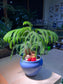 Norfolk Island Pine in Sea Blue Ceramic Pot