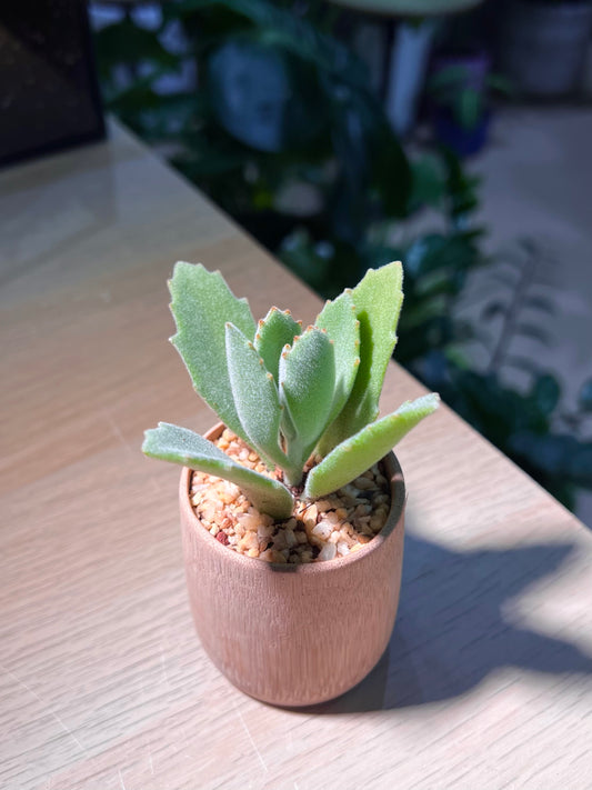 Kalanchoe Tomentosa in Bamboo Pot