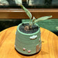 Sinningia Bullata in Green Designer Pot