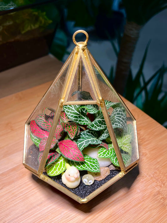 Fittonia Arrangement in Diamond Glass (S)