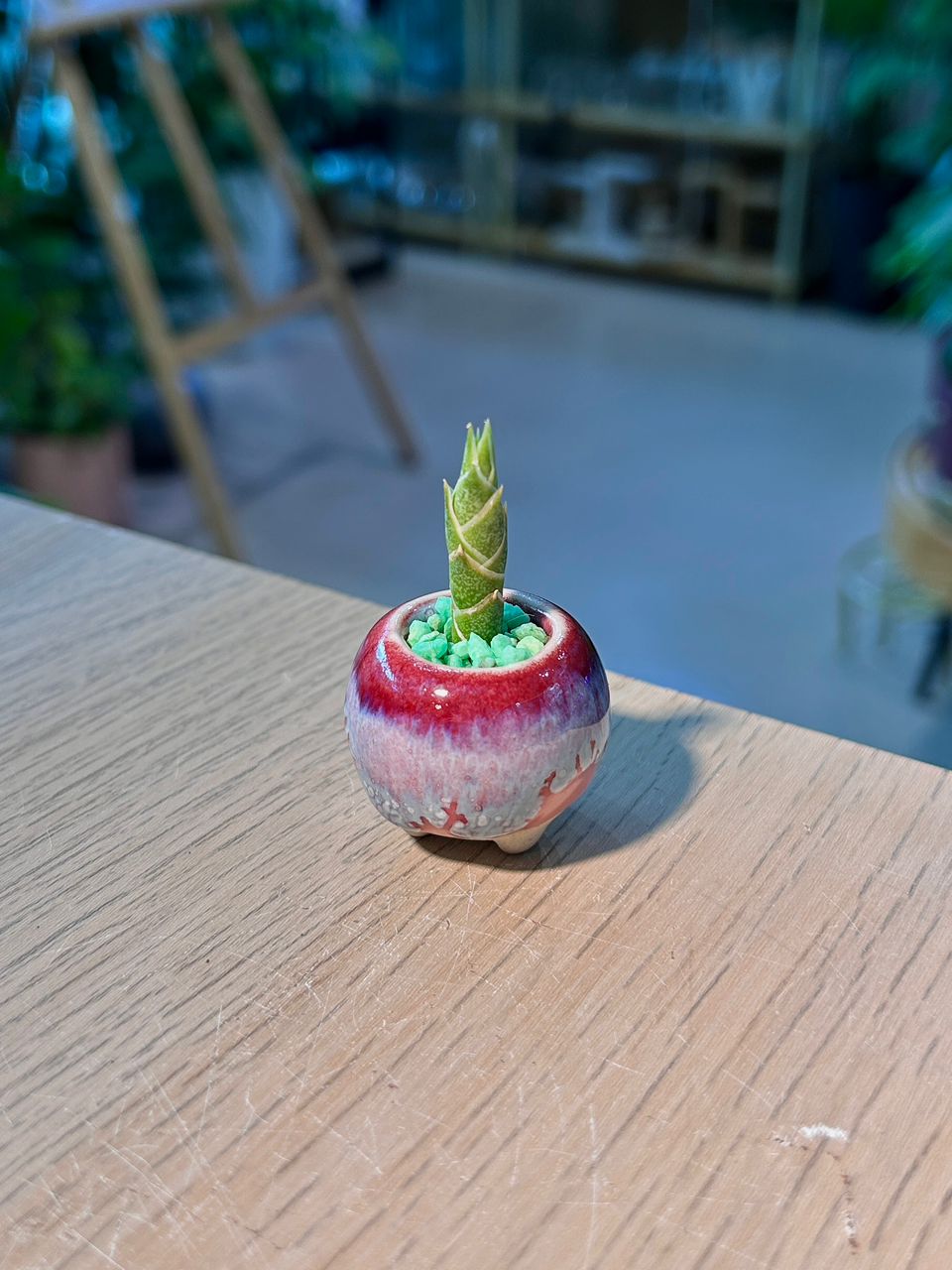 Snake Plant (虎尾兰) Sansevieria in Red Glazed Ceramic Pot