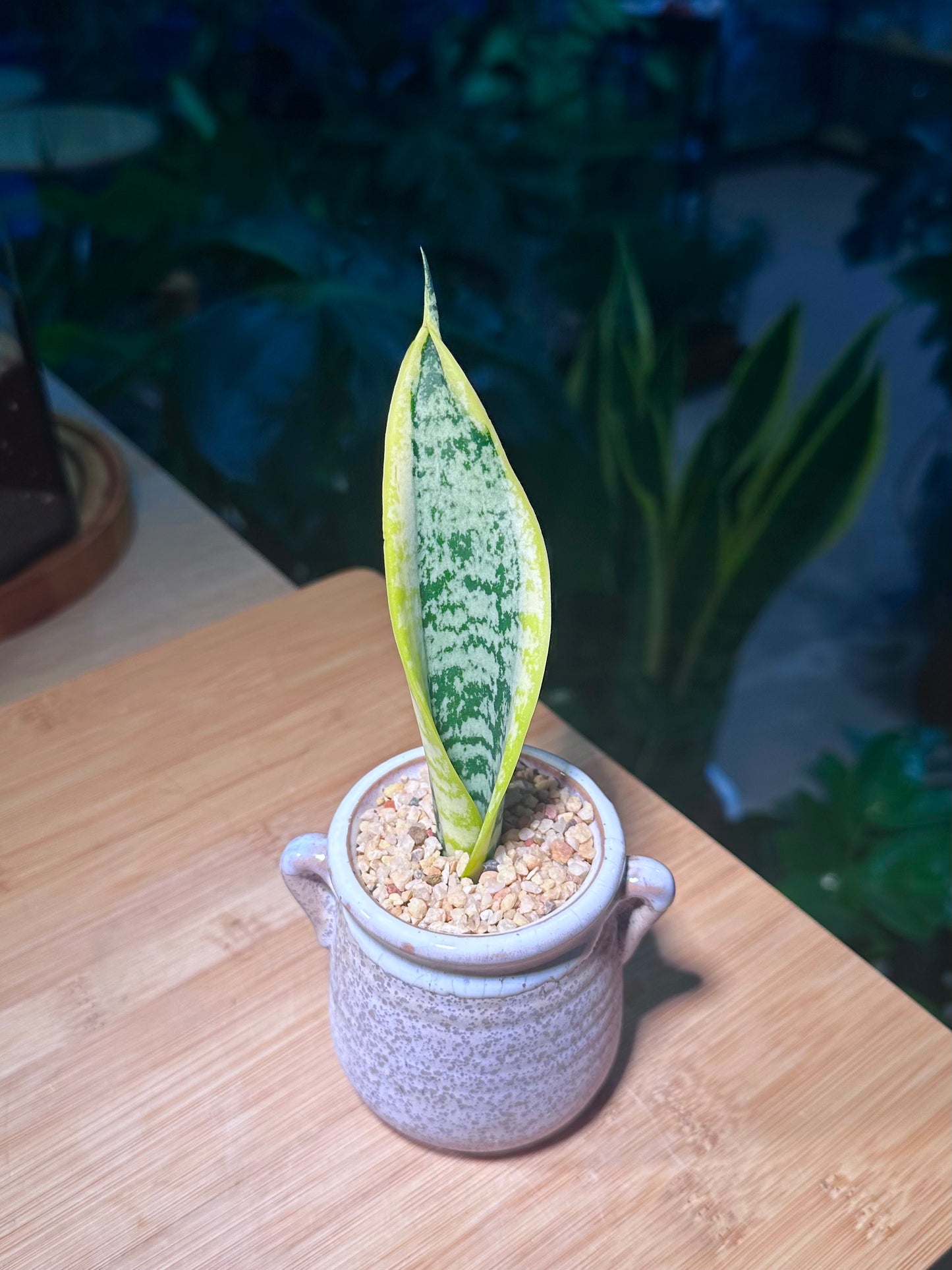 Senseveria (Snake Plant) in Purple Greyish Textured Ceramic Pot