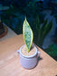 Senseveria (Snake Plant) in Purple Greyish Textured Ceramic Pot