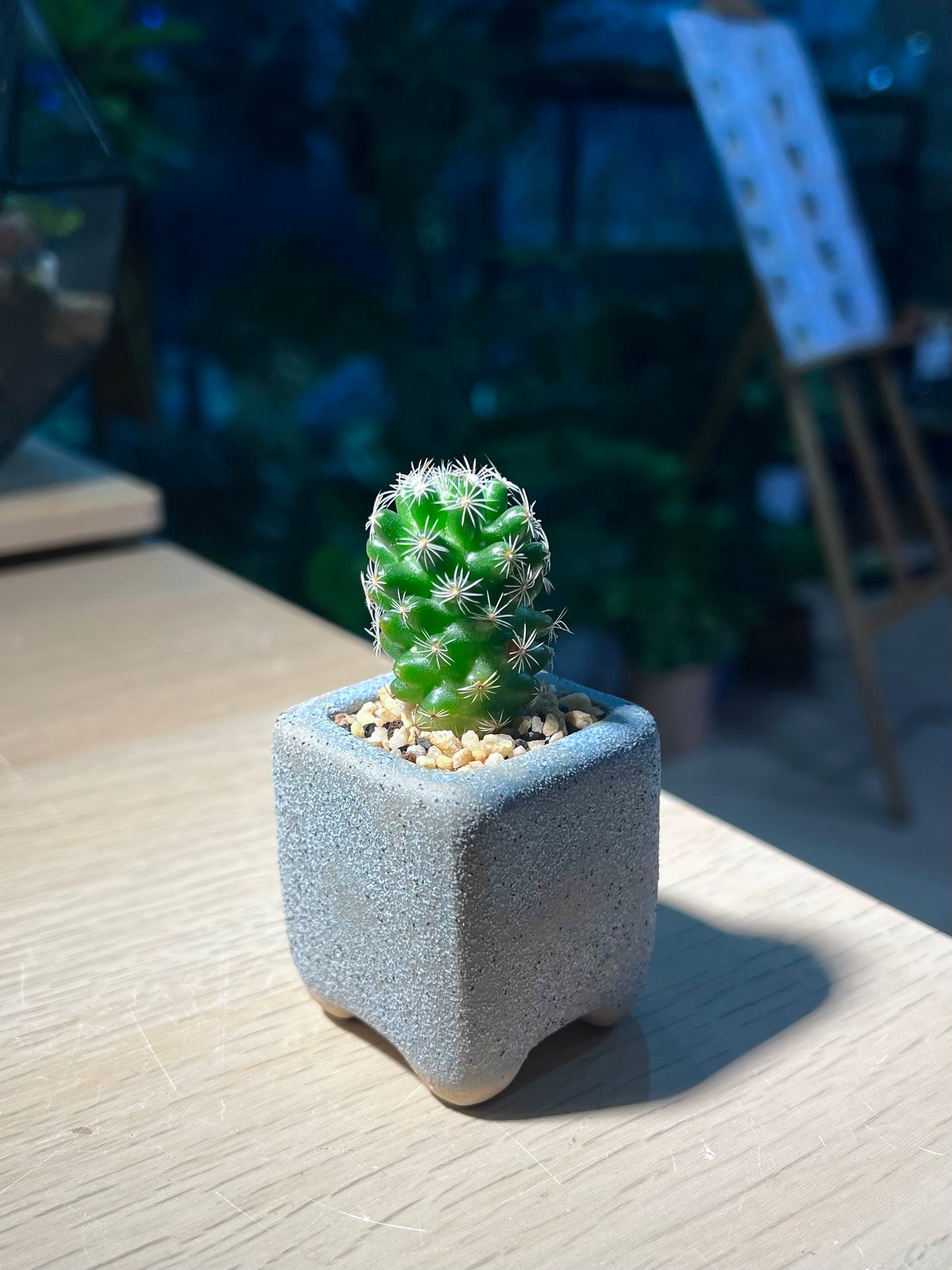 Cactus (Mammillaria Gracilis) in Square Claypot