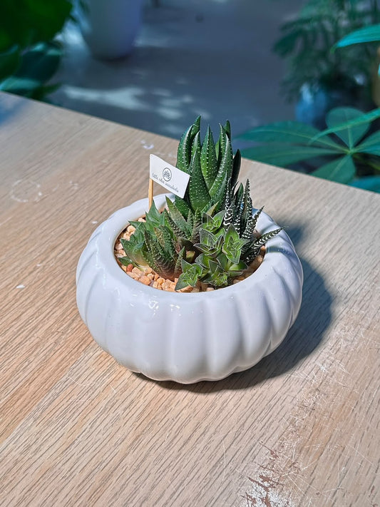 Succulent Arrangement Terrarium (εδΊε·ε±) Harworthia in Pumpkin Glazed Ceramic Pot