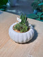 Succulent Arrangement Terrarium (十二卷属) Harworthia in Pumpkin Glazed Ceramic Pot