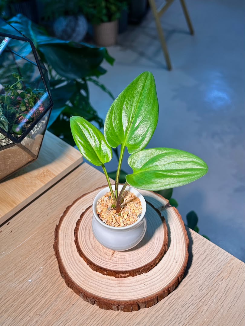 Drimiopsis Maculata (青蛙王子) in White Glazed Ceramic Pot