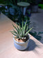 Haworthia Fasciata (Zebra Plant) in Sky Blue Ceramic Pot