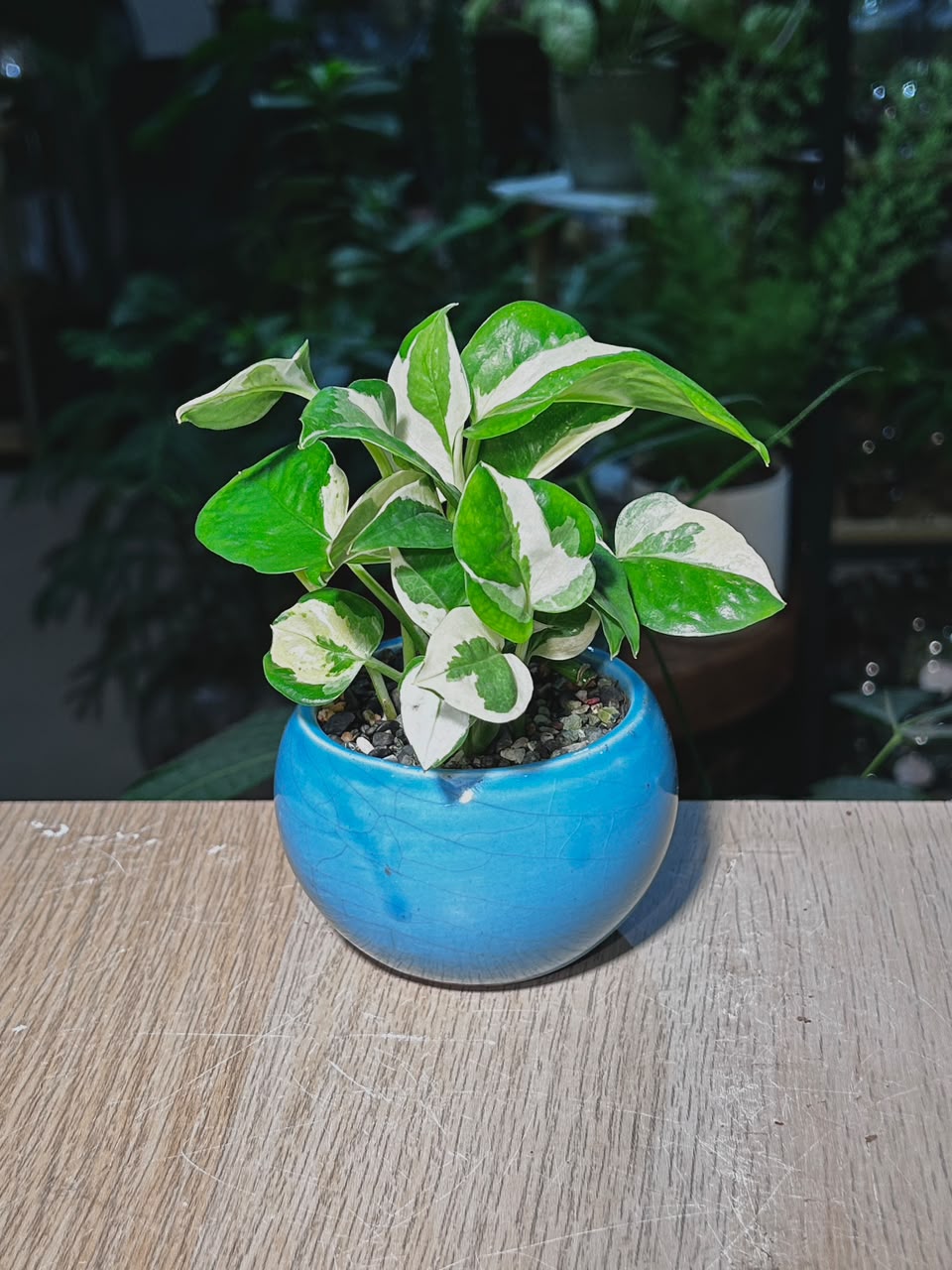 N'Joy Pothos (快乐绿萝) Epipremnum Aureum in Blue Glazed Ceramic Pot