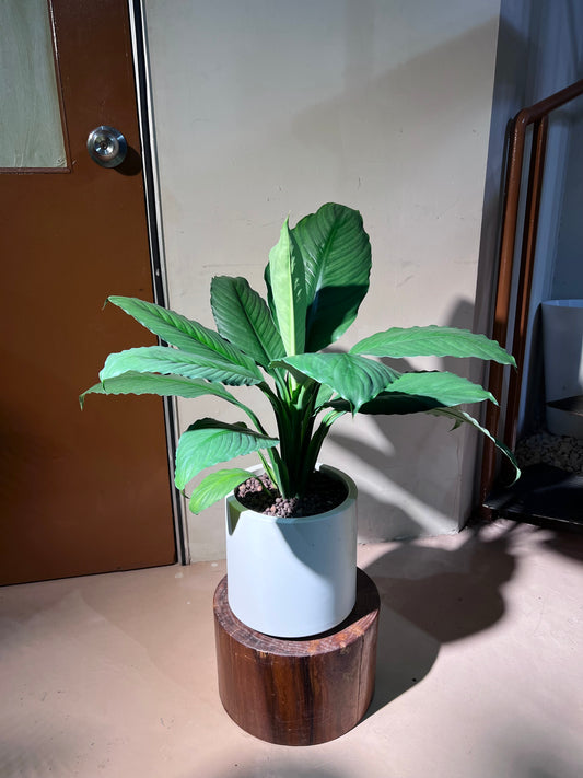 Peace Lily (Spathiphyllum 白掌) in High Density White Pot