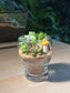 Succulent Arrangement in Mushroom Glass Terrarium