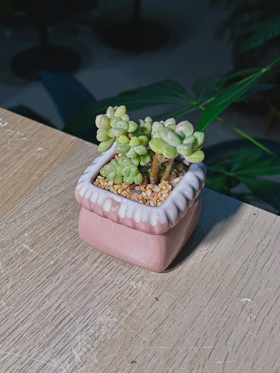 Sedum Clavatum (多肉植物) Succulent in Pink Glazed Square Ceramic Pot