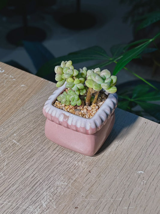 Sedum Clavatum (多肉植物) Succulent in Pink Glazed Square Ceramic Pot
