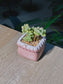 Sedum Clavatum (多肉植物) Succulent in Pink Glazed Square Ceramic Pot