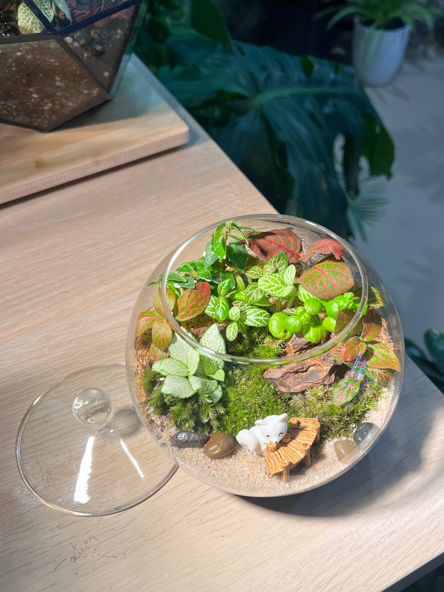 Fittonia, Bubble Plant with Moss (Indoor Plant) Arrangement in Fishbowl with Lid Terarrium