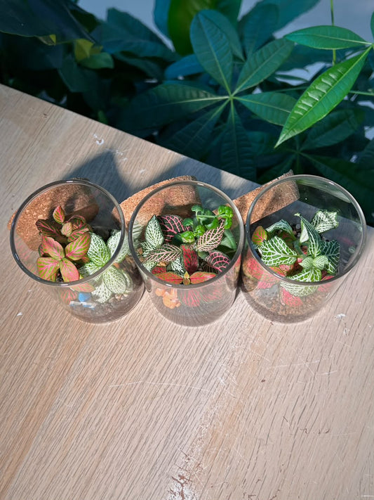 Door Gift - Indoor Plant Terrarium (η½ηΊΉθ) Fittonia in Cylindrical Glass (L) with Cork Lid (10pcs/set)