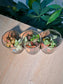 Door Gift - Indoor Plant Terrarium (网纹草) Fittonia in Cylindrical Glass (L) with Cork Lid (10pcs/set)