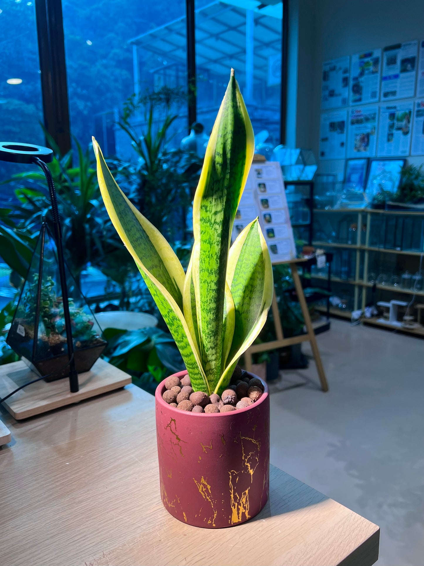 Snake Plant (虎尾兰) in Golden Imprint Ceramic Pot